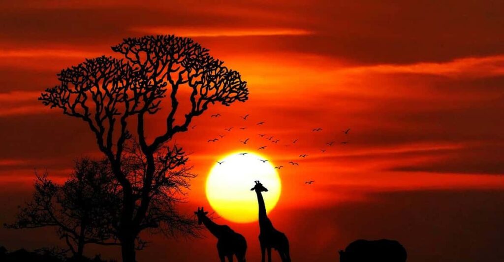 Safari Selous