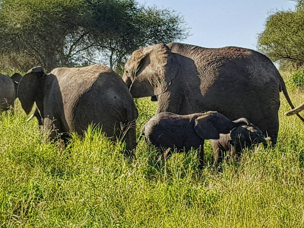 Safari Tarangire