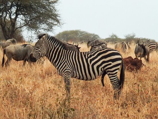 Safari Trip Tarangire